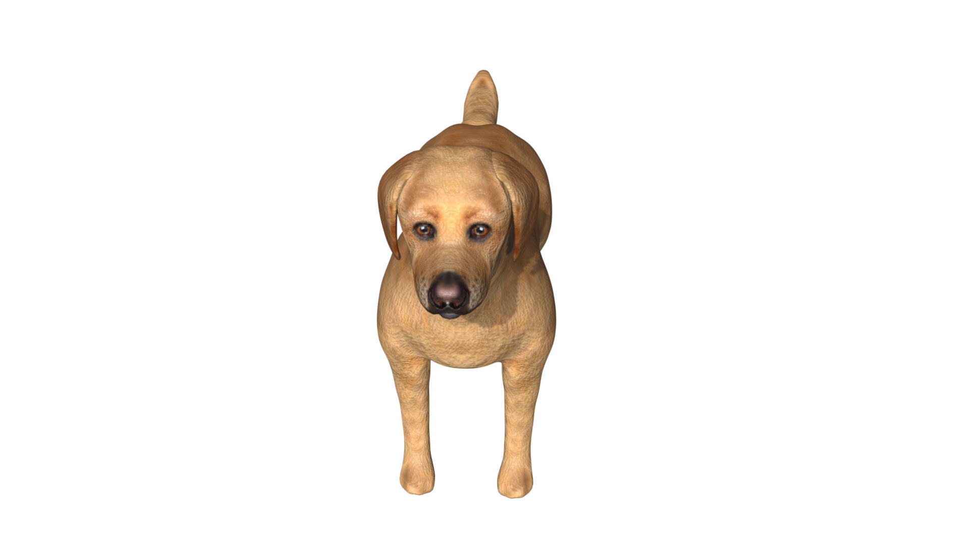 Labrador retriever Low-poly 3D model_4