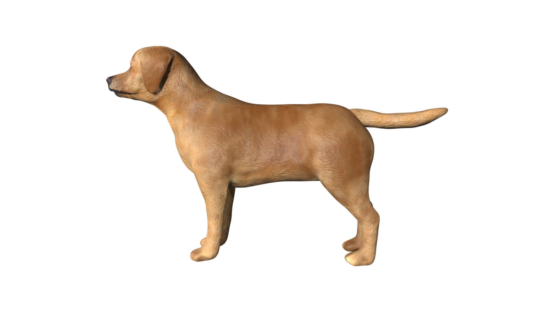 Labrador retriever Low-poly 3D model_2