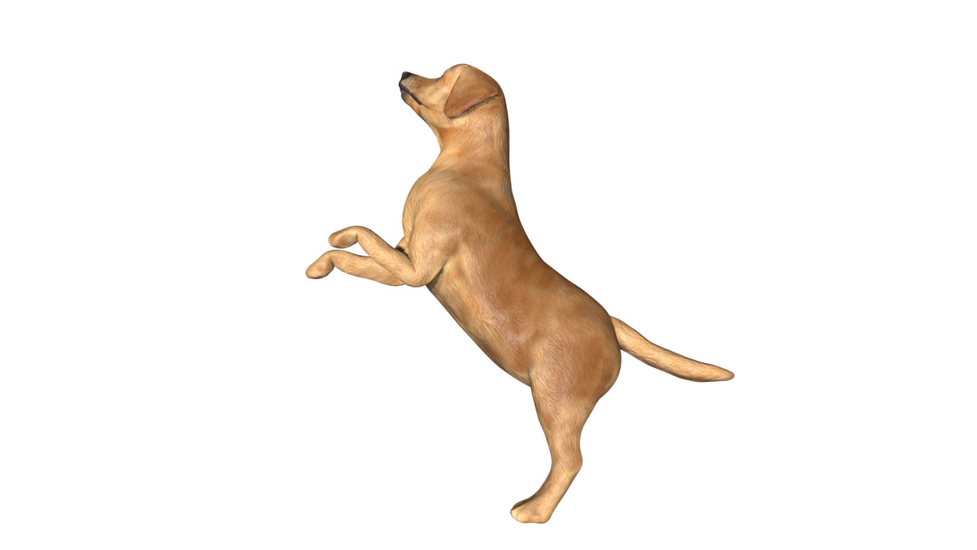 Labrador retriever Low-poly 3D model_5