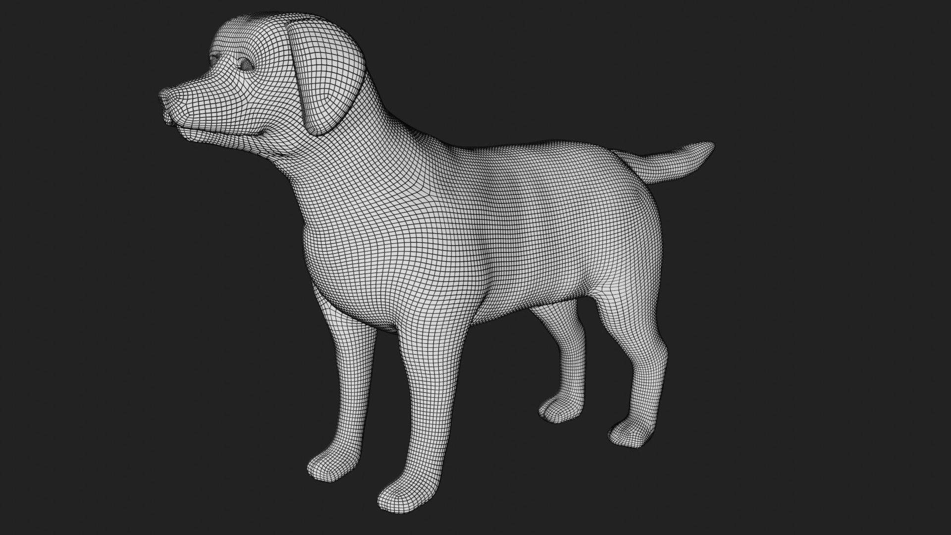 Labrador retriever Low-poly 3D model_8