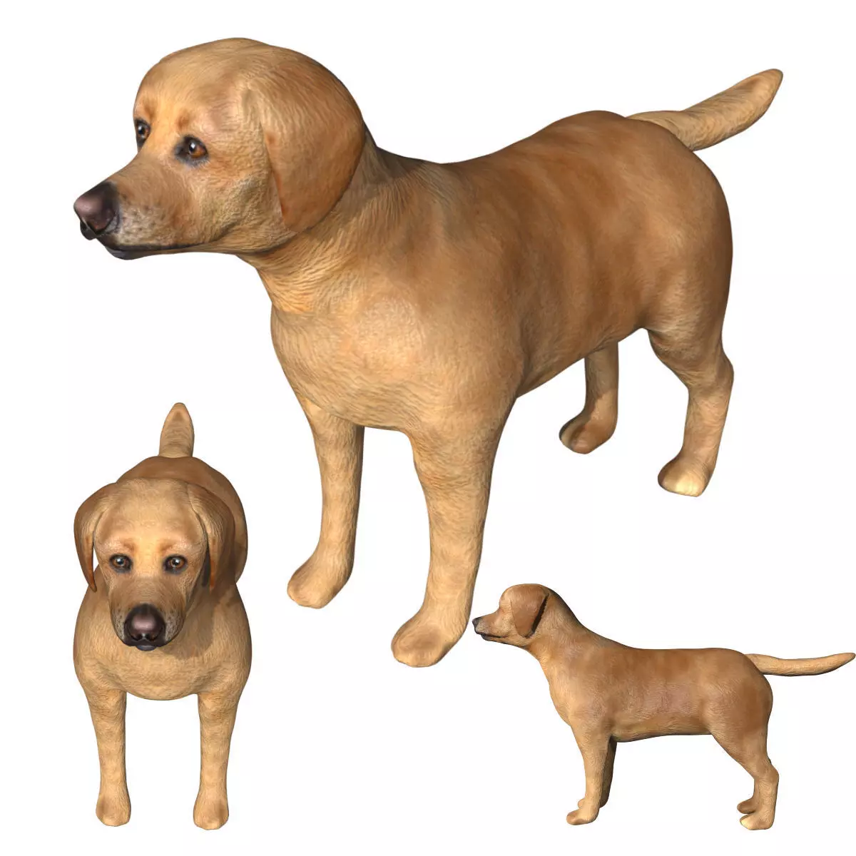Labrador retriever Low-poly 3D model_0