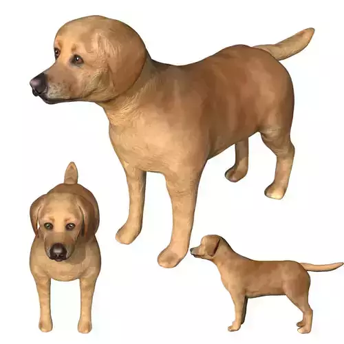 Labrador retriever Low-poly 3D model