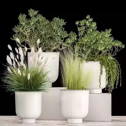 Houseplants in a white flowerpot for the interior 1019