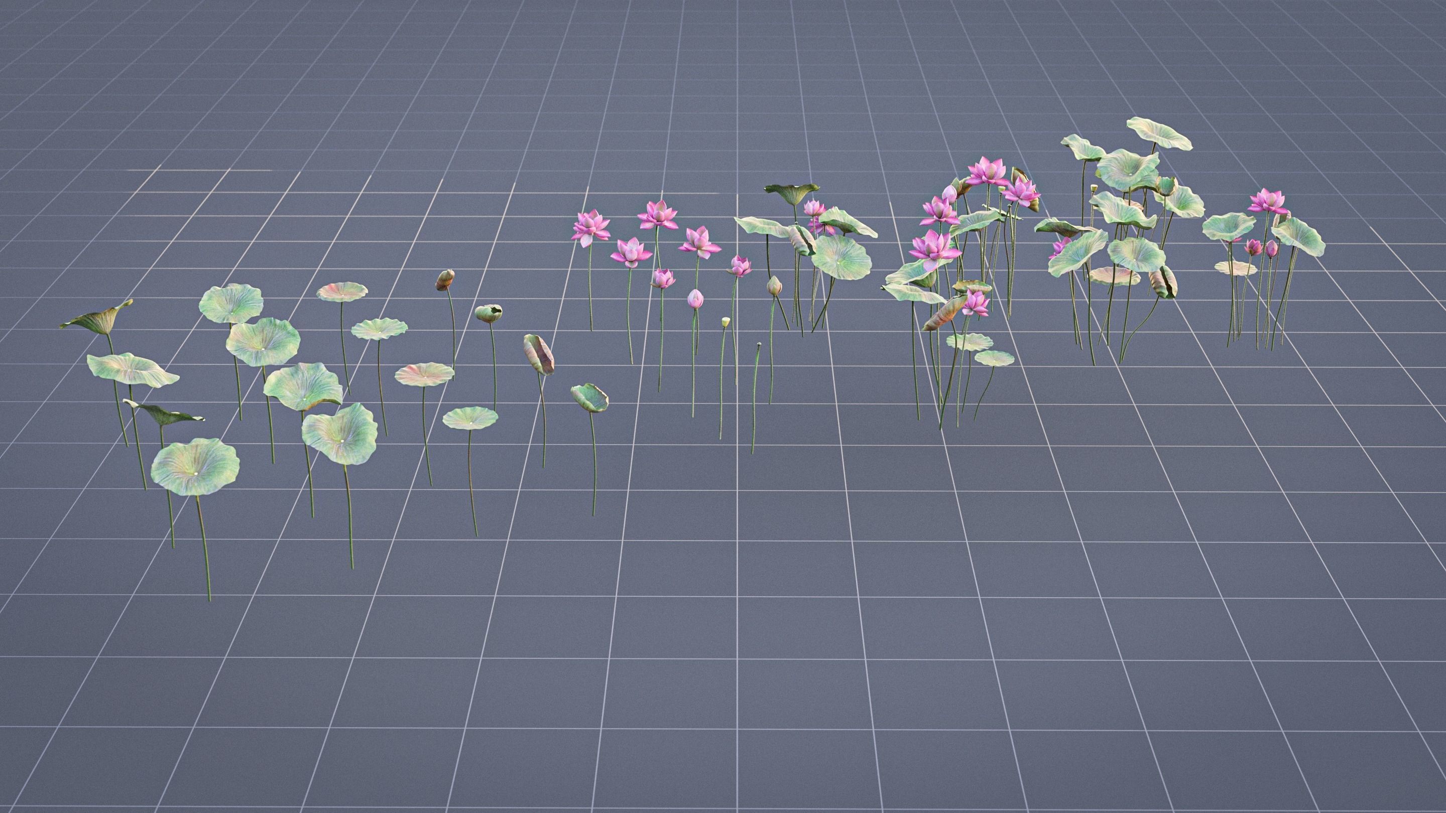 Realistic Lotus Art Low-poly 3D model_9