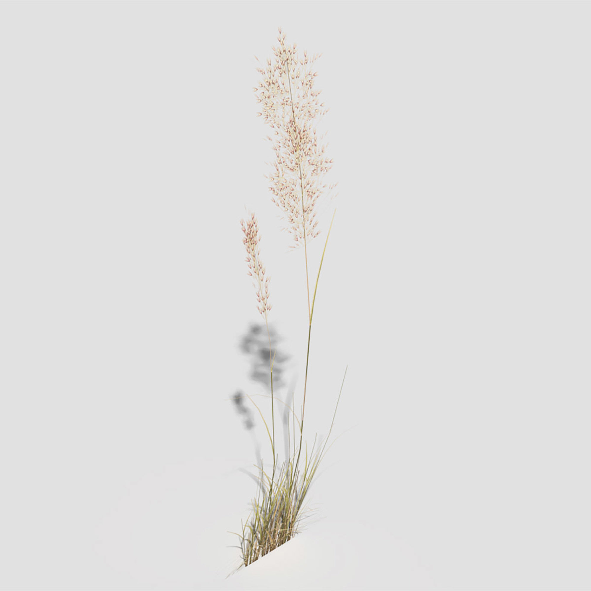 Low Poly Bent Grass Dry Pack Low-poly 3D model_57