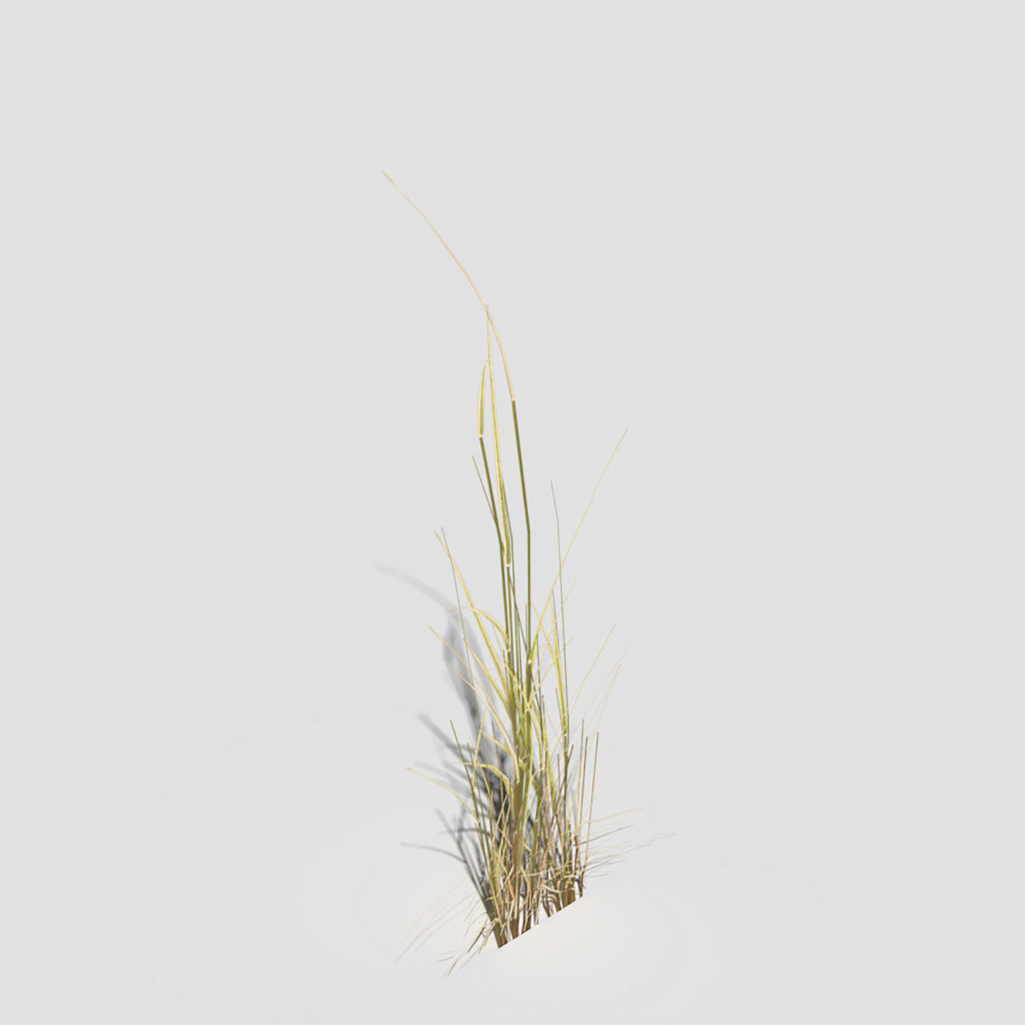 Low Poly Bent Grass Dry Pack Low-poly 3D model_47