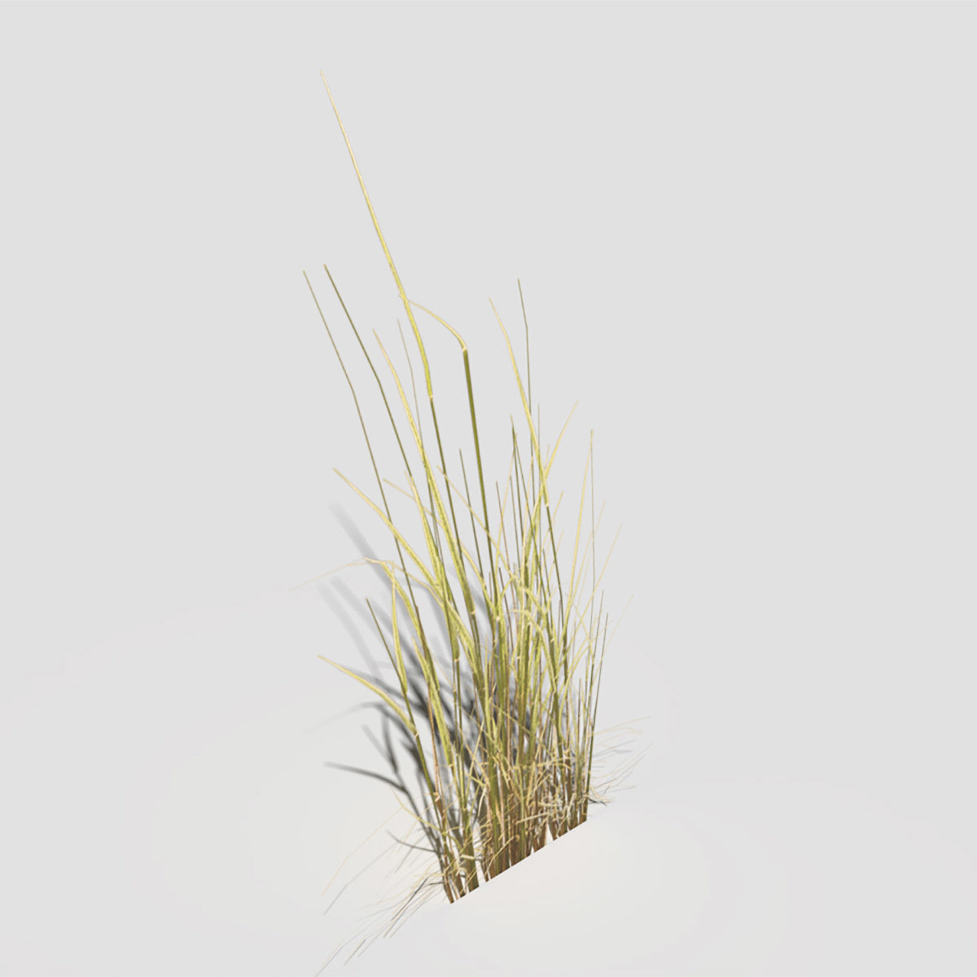 Low Poly Bent Grass Dry Pack Low-poly 3D model_45