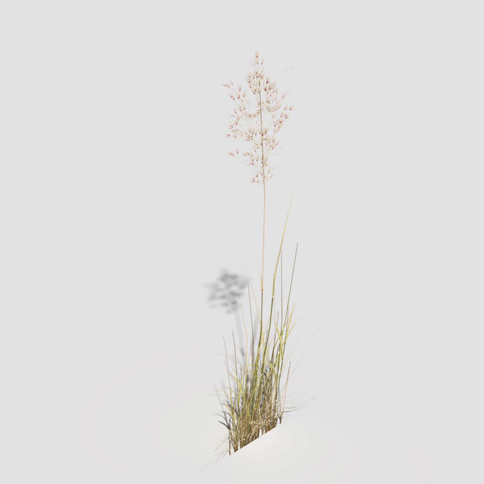 Low Poly Bent Grass Dry Pack Low-poly 3D model_59