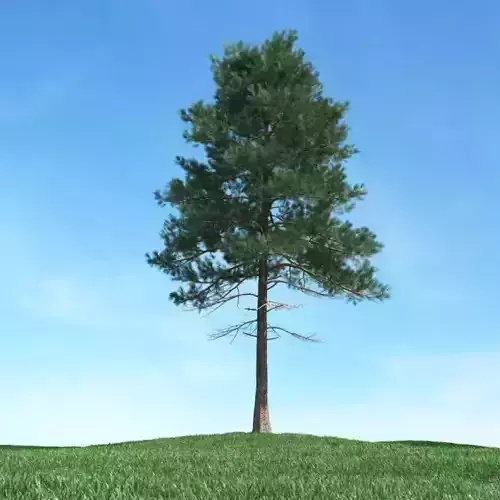 Tall Pine Tree 3D model Tall Pine Tree 3D model