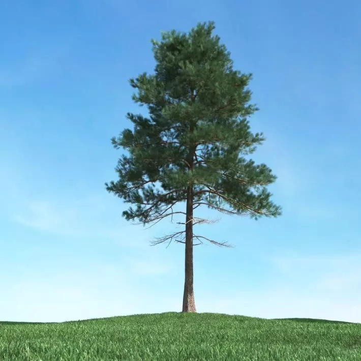 Tall Pine Tree 3D model_0