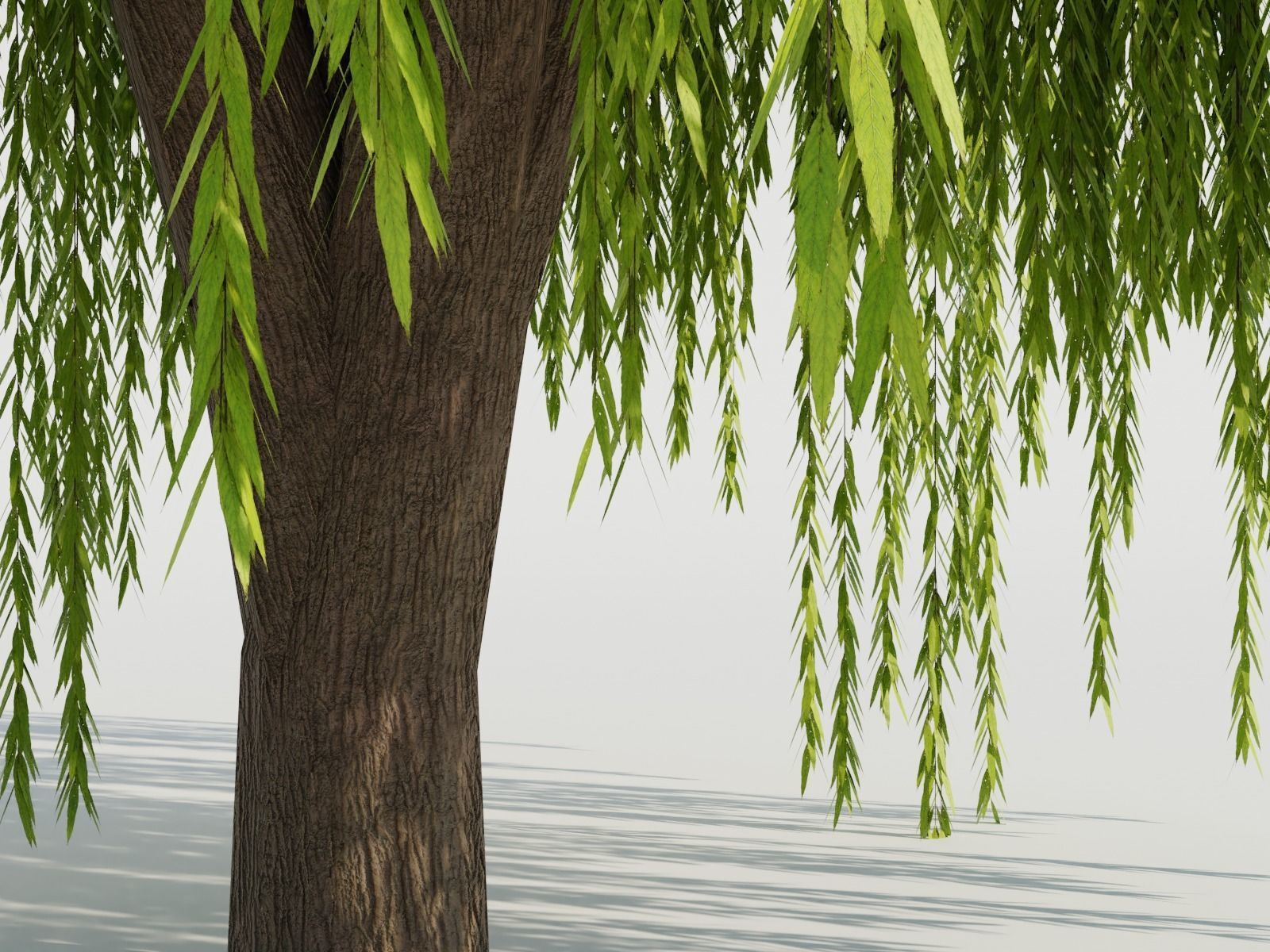 Weeping Willow Tree 3D model_2