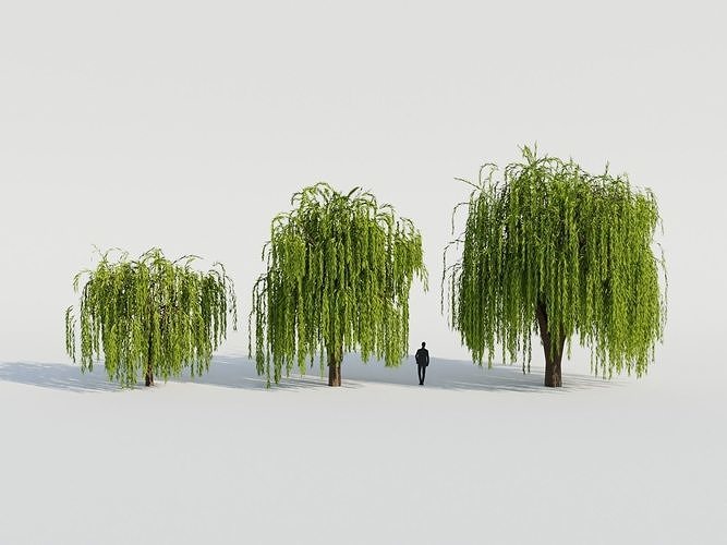 Weeping Willow Tree 3D model