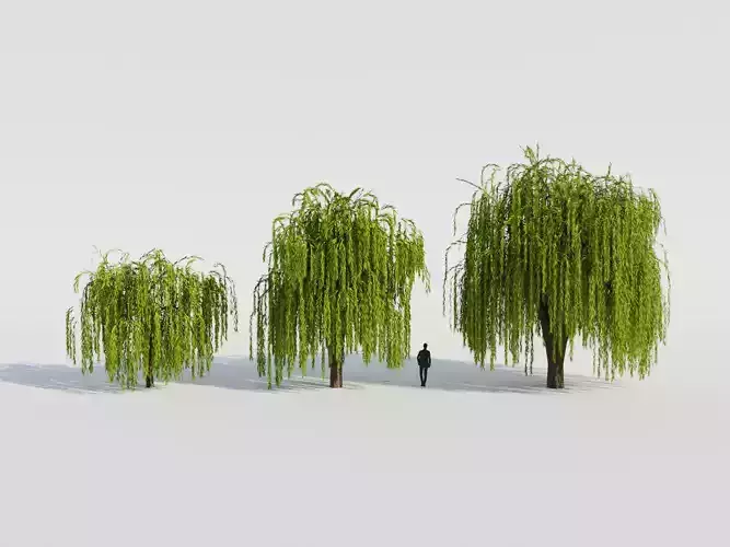 Weeping Willow Tree 3D model