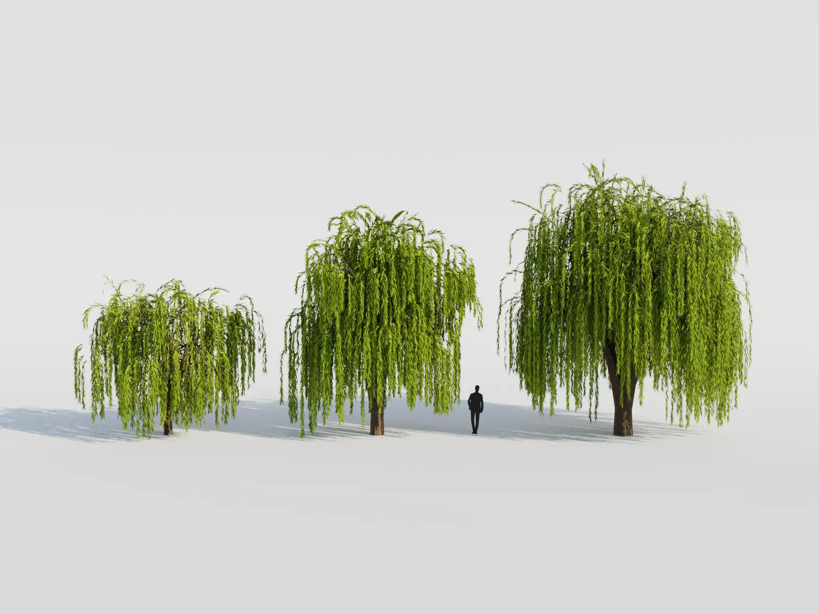 Weeping Willow Tree 3D model_0