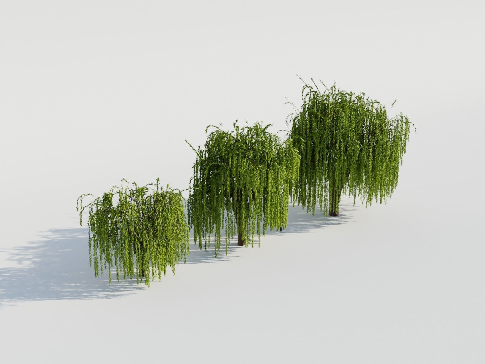 Weeping Willow Tree 3D model_1