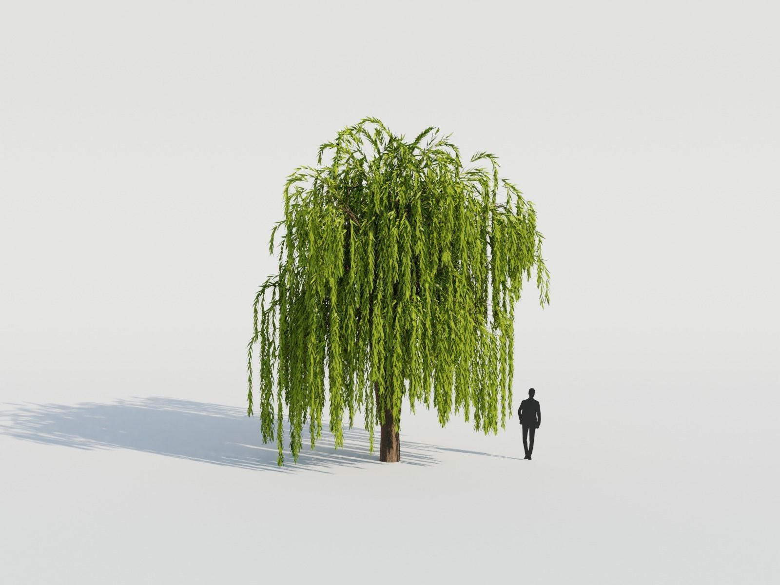 Weeping Willow Tree 3D model_5