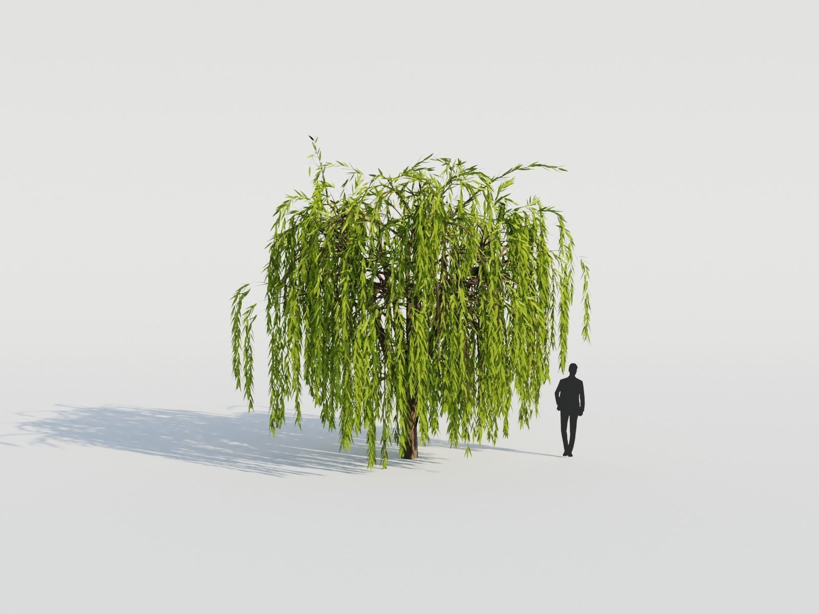 Weeping Willow Tree 3D model_7