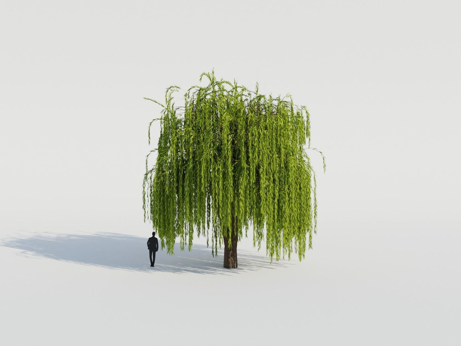 Weeping Willow Tree 3D model_3