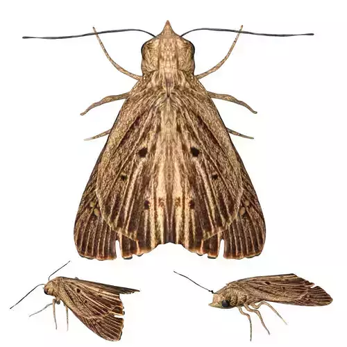 Moth butterfly Low-poly 3D model