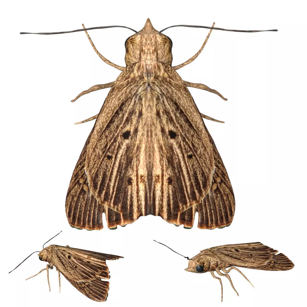 Moth butterfly Low-poly 3D model_0