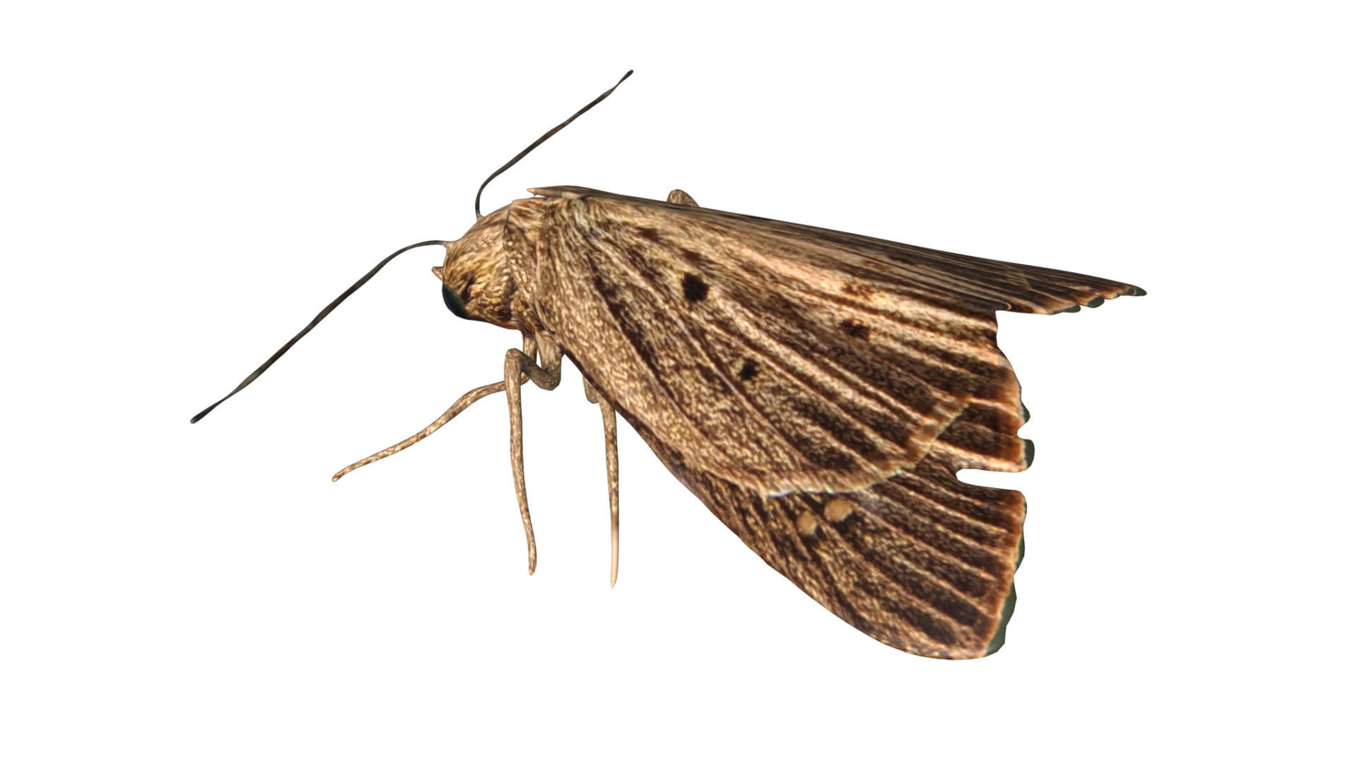 Moth butterfly Low-poly 3D model_4