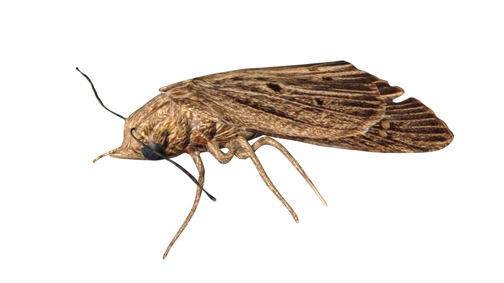 Moth butterfly Low-poly 3D model_5