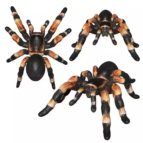 Tarantula spider Low-poly 3D model