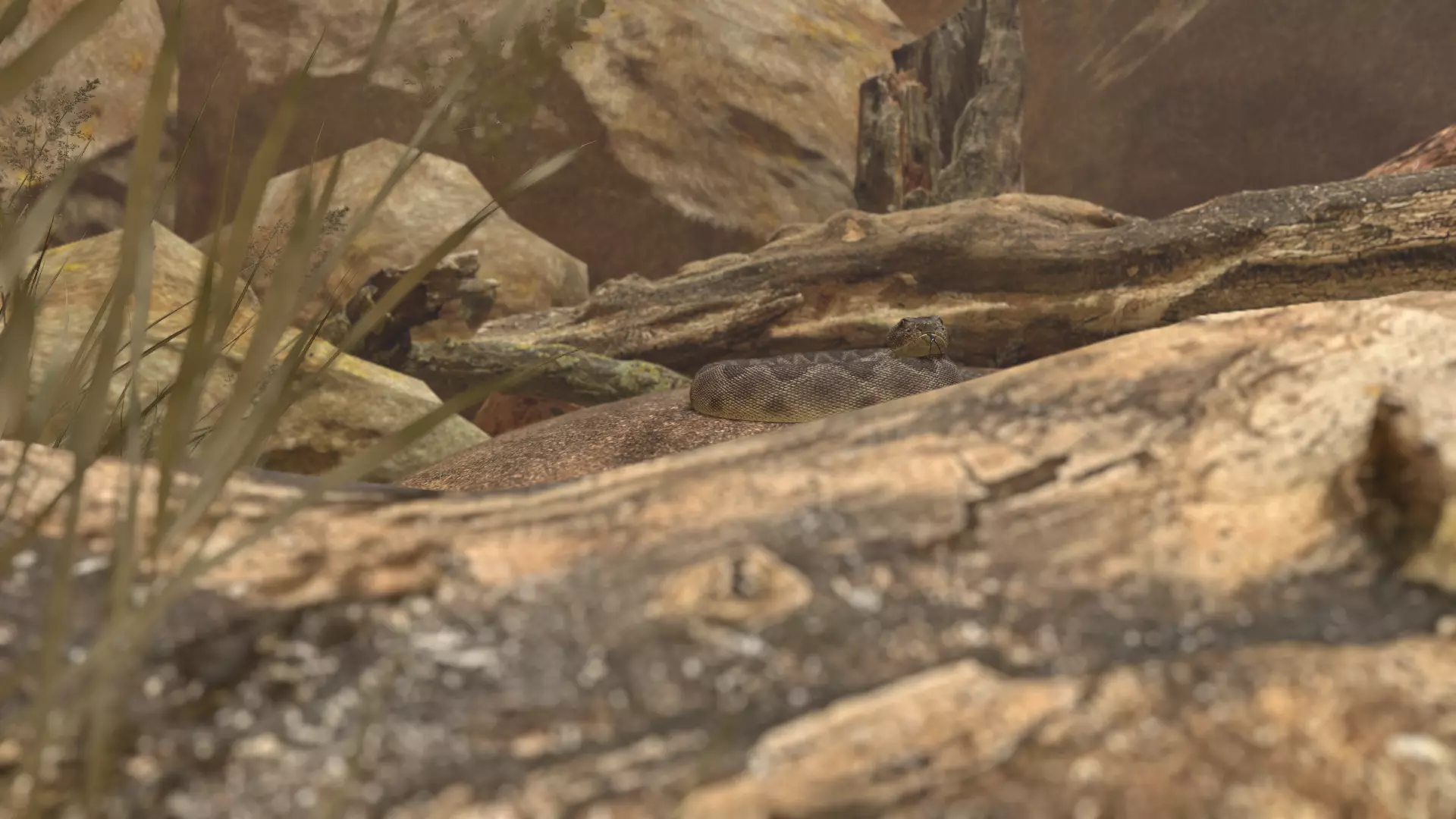 Rattlesnake Low-poly 3D model_47