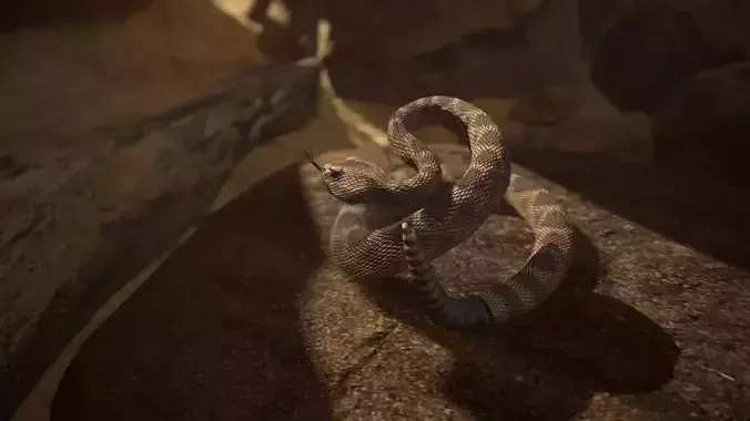 Rattlesnake Low-poly 3D model