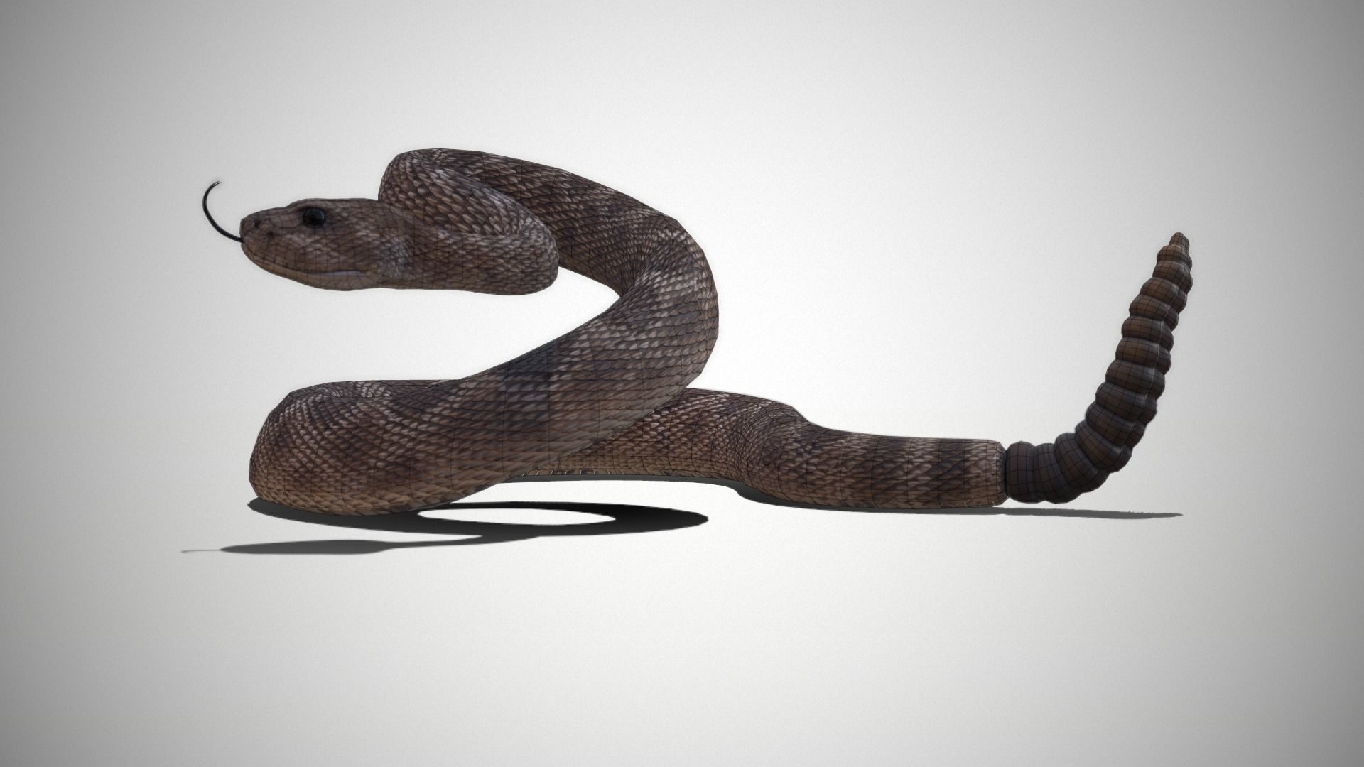 Rattlesnake Low-poly 3D model_33