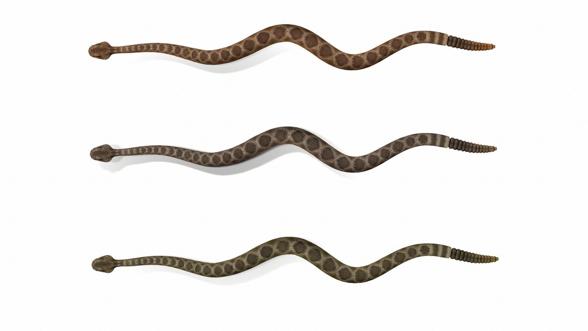 Rattlesnake Low-poly 3D model_31