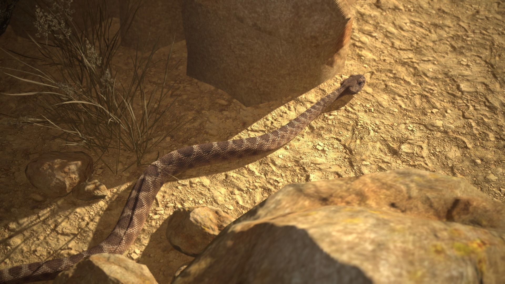 Rattlesnake Low-poly 3D model_22