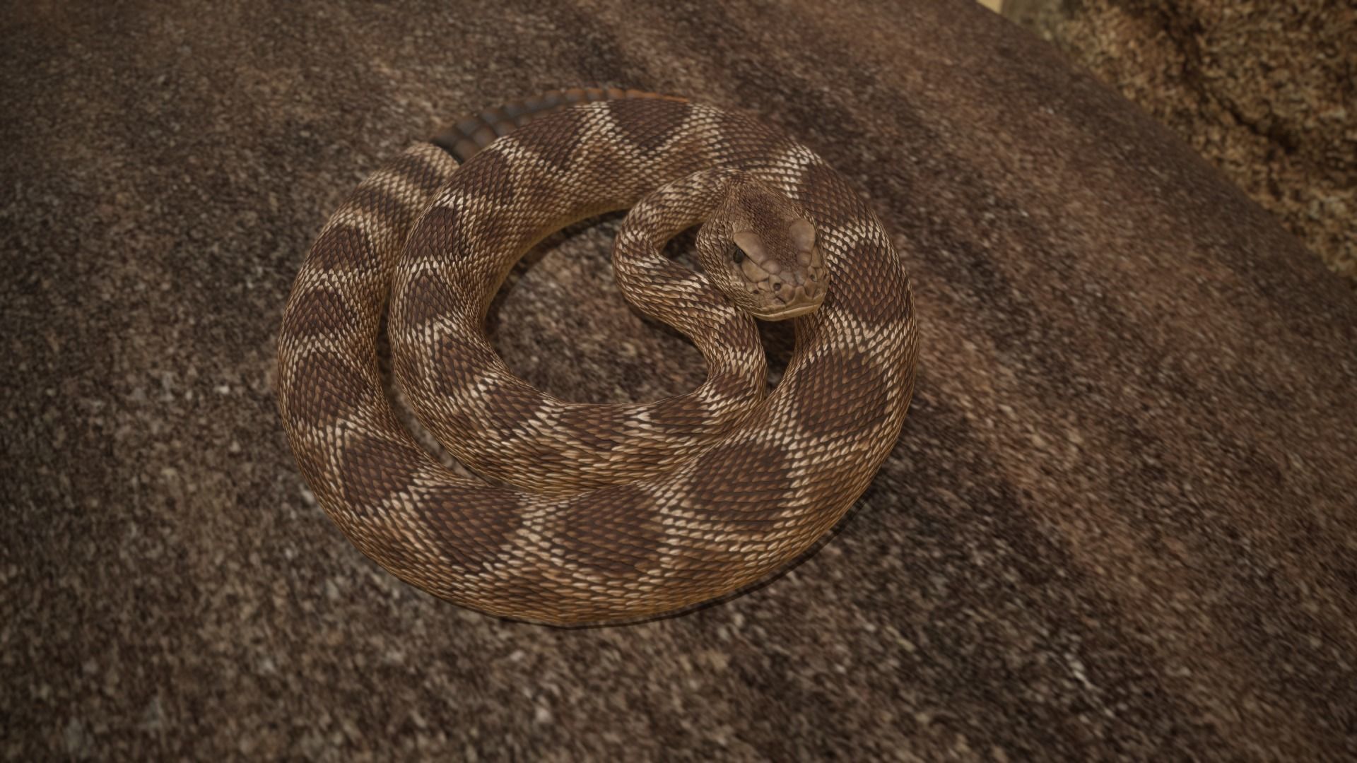Rattlesnake Low-poly 3D model_28