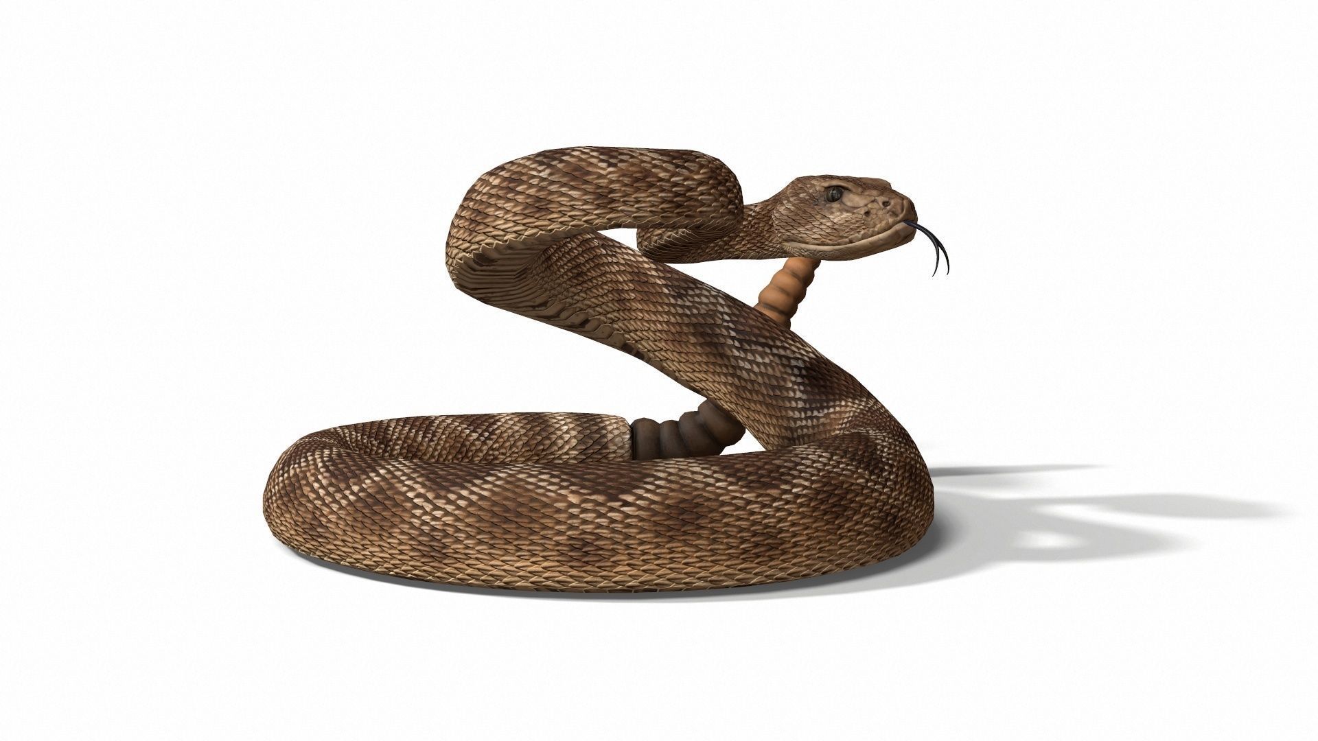 Rattlesnake Low-poly 3D model_29