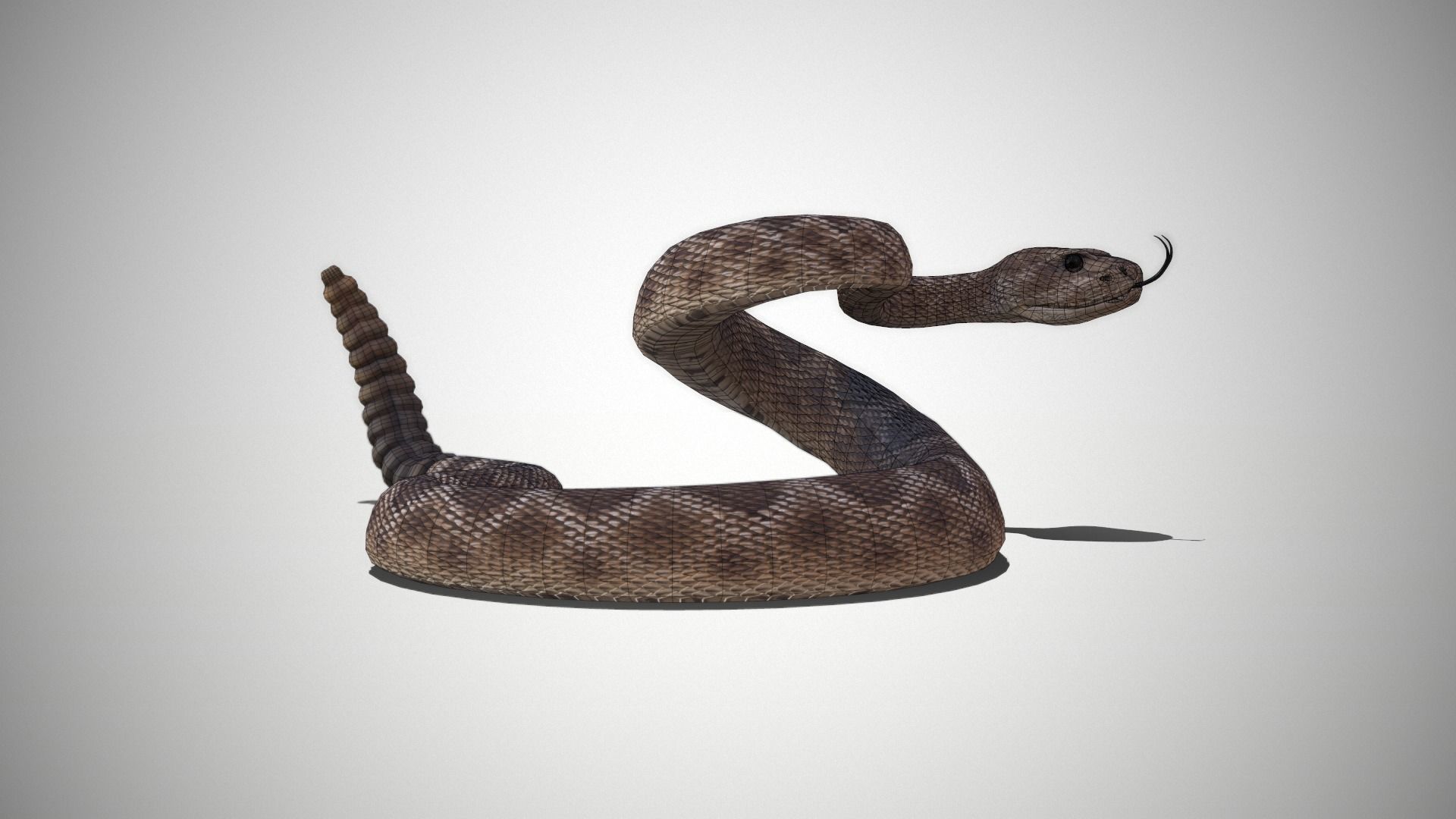 Rattlesnake Low-poly 3D model_32