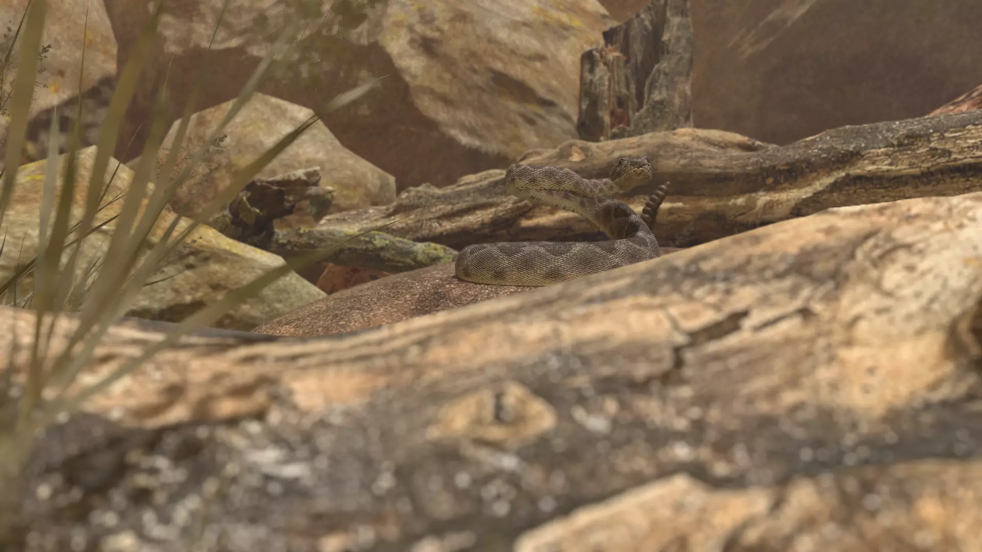 Rattlesnake Low-poly 3D model_46