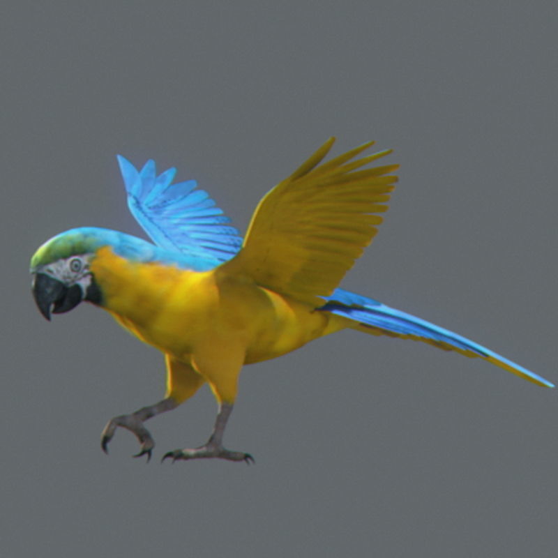 Pack - Birds Animated 3D model_8