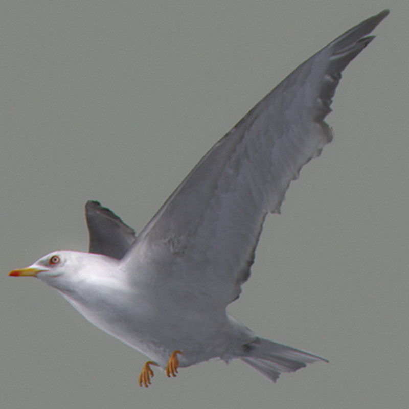 Pack - Birds Animated 3D model_32