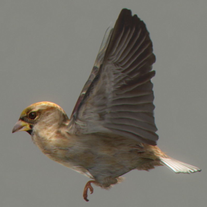 Pack - Birds Animated 3D model_19