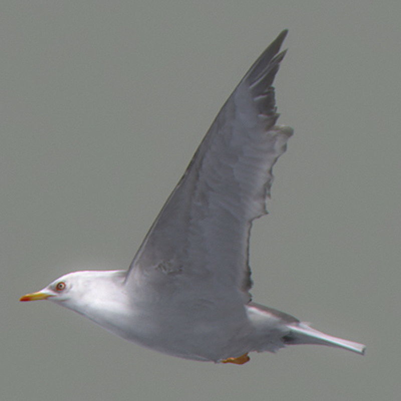 Pack - Birds Animated 3D model_33