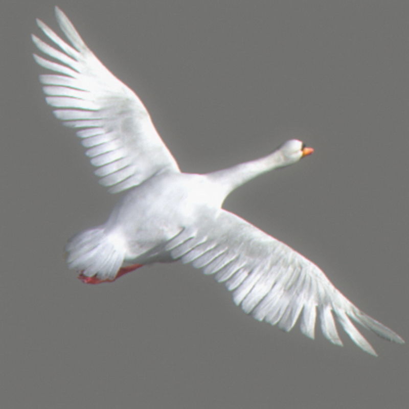 Pack - Birds Animated 3D model_38