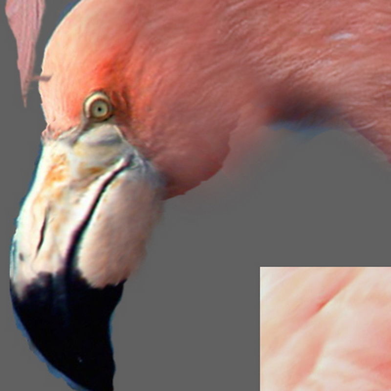 Pack - Birds Animated 3D model_25