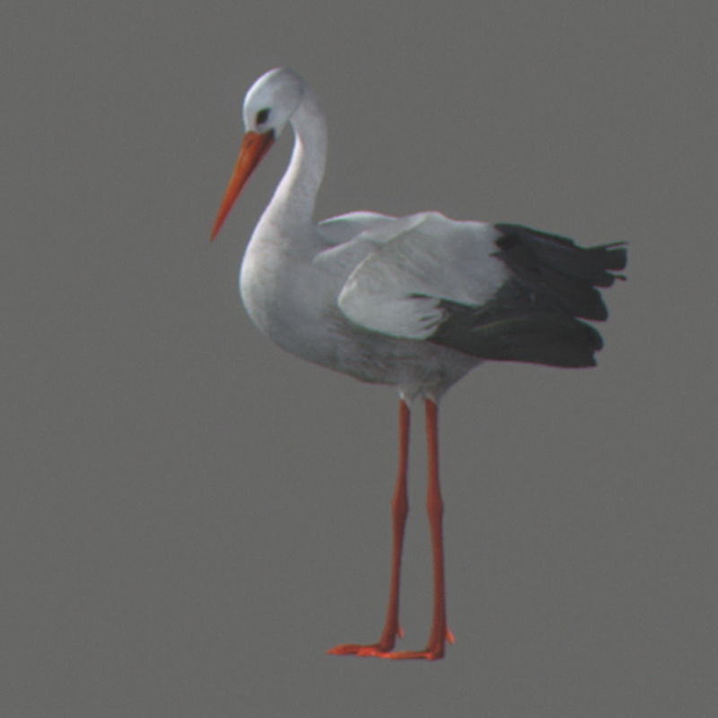 Pack - Birds Animated 3D model_31