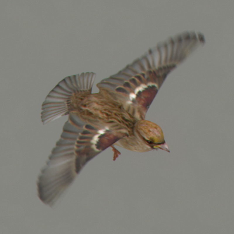 Pack - Birds Animated 3D model_18