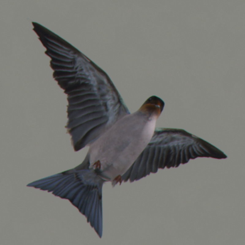 Pack - Birds Animated 3D model_21