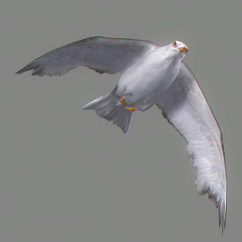 Pack - Birds Animated 3D model_16