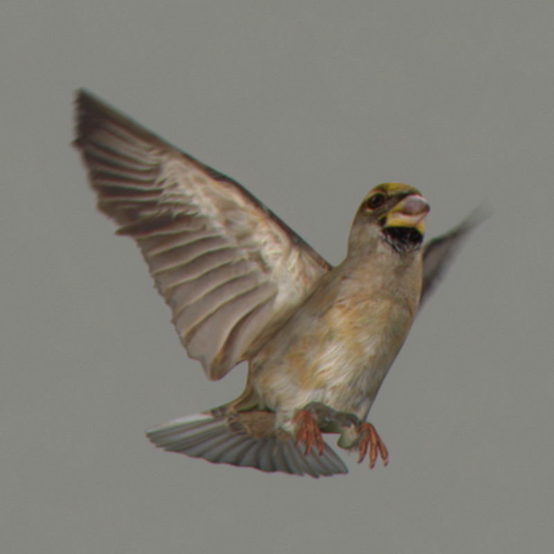 Pack - Birds Animated 3D model_34