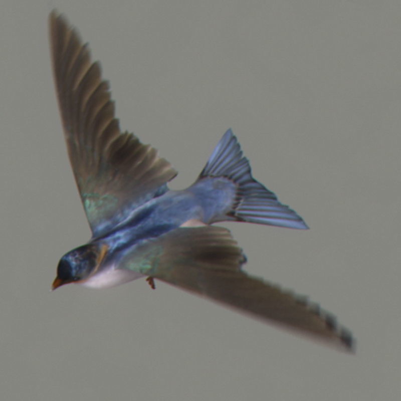 Pack - Birds Animated 3D model_37