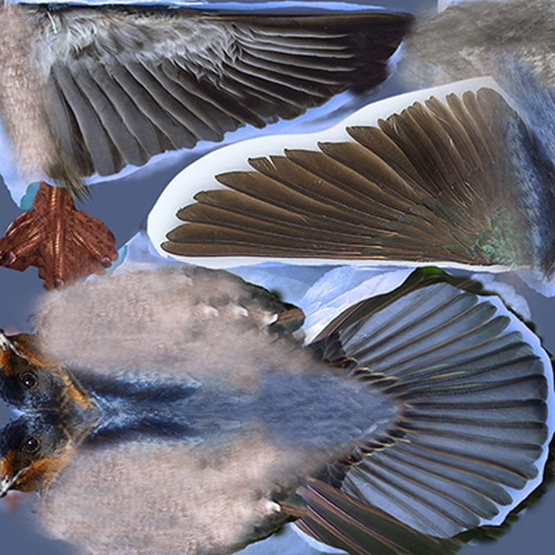 Pack - Birds Animated 3D model_36