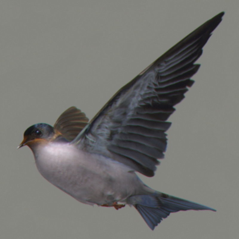 Pack - Birds Animated 3D model_35